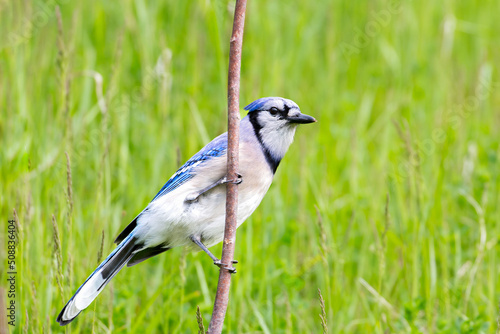 A blue jay perched on a branch of a tree © Manu Nair