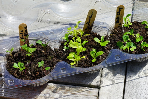 Fotografia, Obraz Winter sowing seeds in plastic salad containers