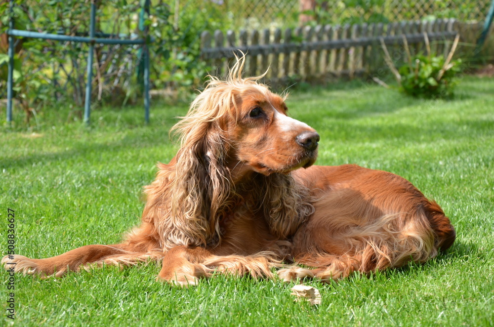 englischer Cocker Spaniel englischer Cocker Spaniel