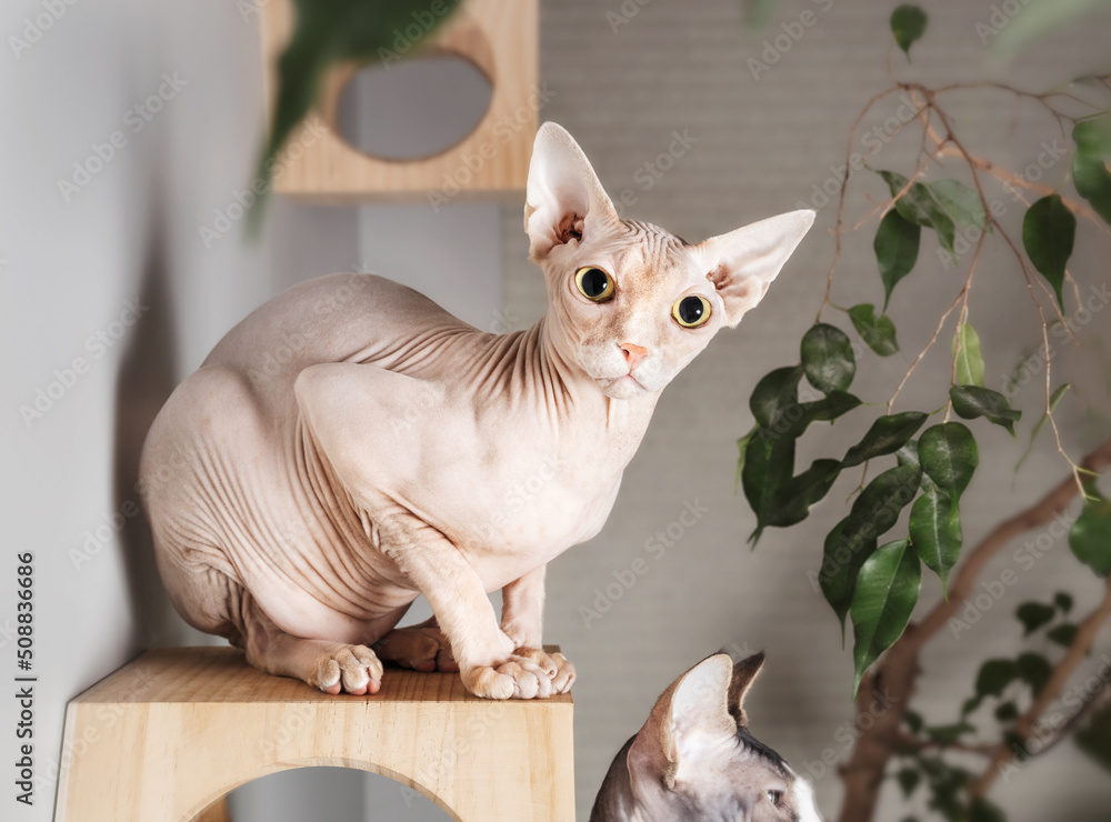 Sphynx cat looking at camera while sitting on floating wall