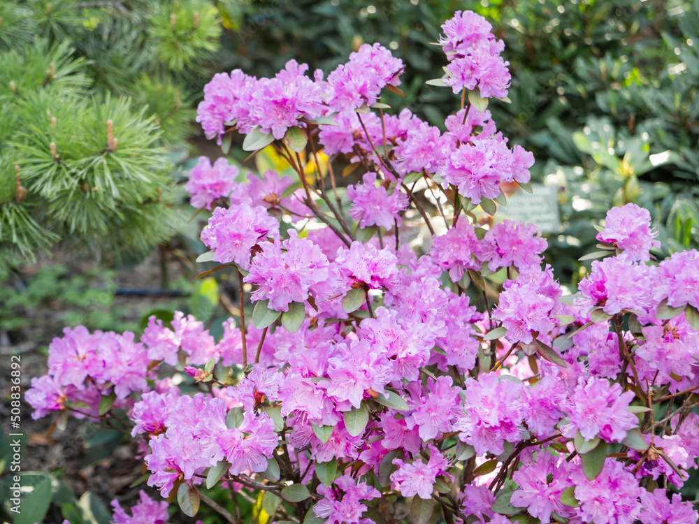 Bright pink Rhododendron in garden. Spring background with thickly blossoming shrub.