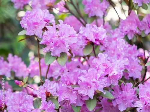 Bright pink Rhododendron in garden. Spring background with thickly blossoming shrub.