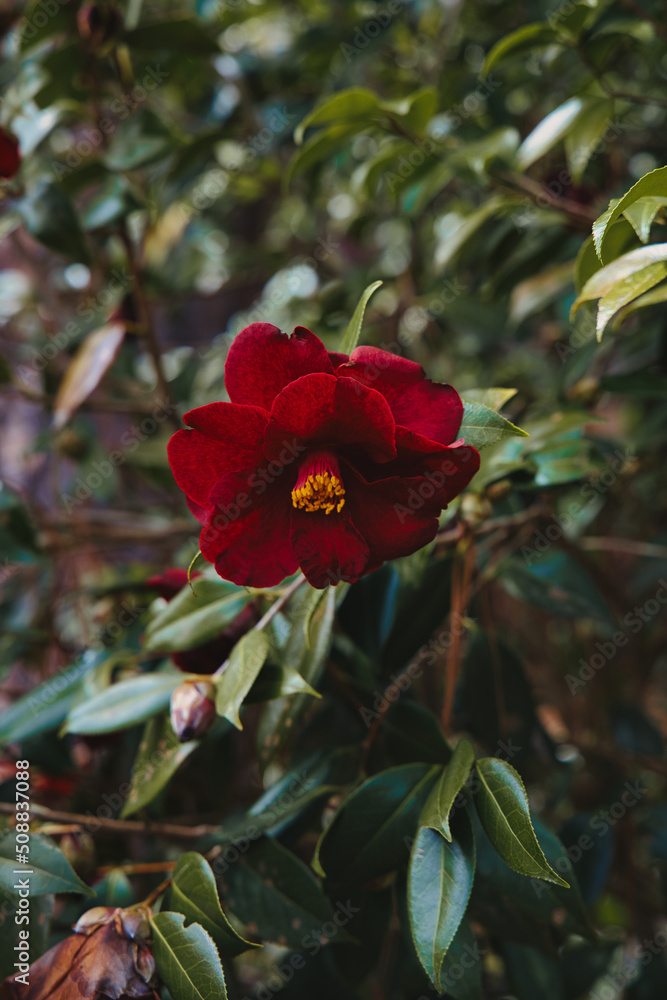 red Camellia sasanqua flower and green leaves