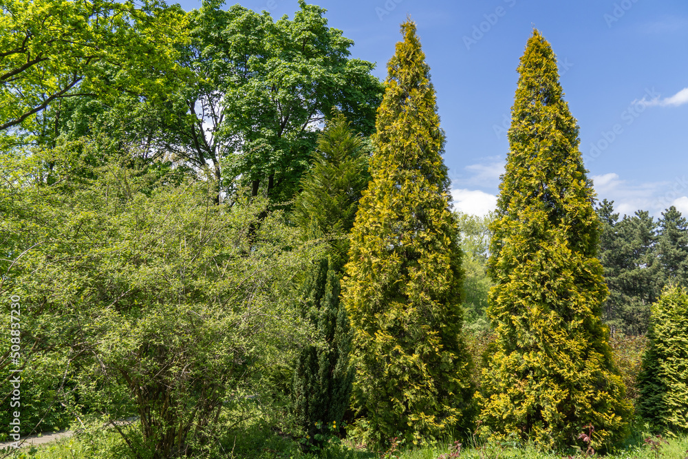 Fototapeta premium Group of green tree cypress pyramidal growing in the park. Evergreen coniferous plant for garden art design landscape. Photo wallpapers in green colors.