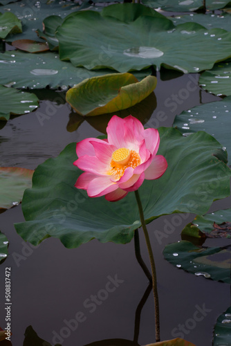 Close-up view of a fully bloomed sacred lotus flower in pond