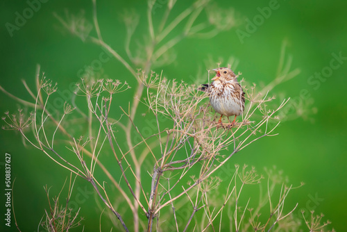 Singing bird. Green nature background. Corn Bunting. (Emberiza calandra)