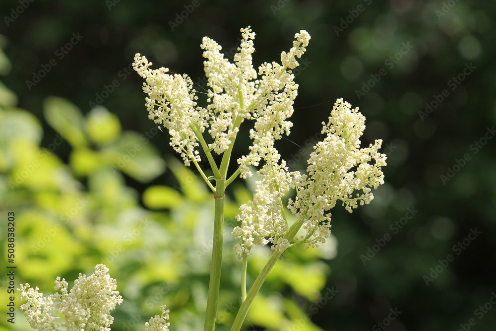 Flowering Chinese rhubarb (Rheum officinale) plant in garden Flowering Chinese rhubarb (Rheum officinale) plant in garden