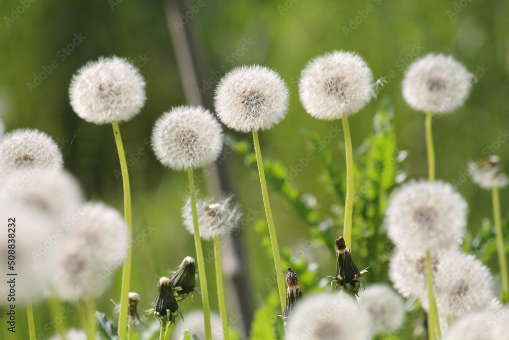 Field of dandelions with white seed heads and green grass