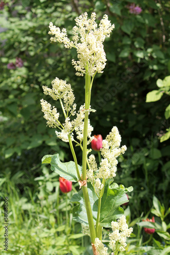 Flowering Chinese rhubarb (Rheum officinale) plant in garden photo