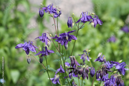 Fotografia Flowering common columbine (Aquilegia vulgaris) plant with purple flowers in gar