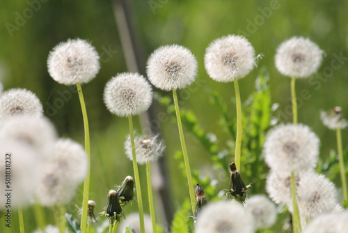 Field of dandelions with white seed heads and green grass