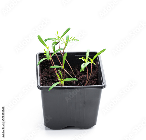 Baby cosmos plant in recyclable plastic pots isolated on white
