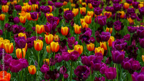 Beautiful purple and orange tulips in blossom.  Floral and spring background