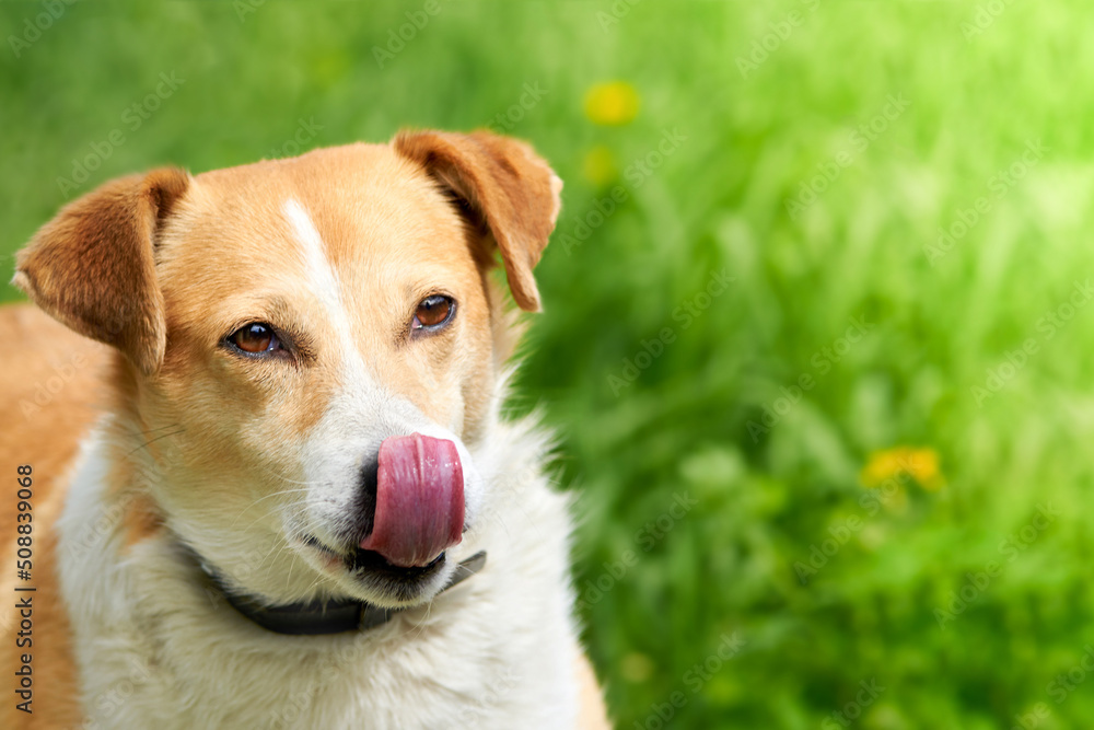 Portrait of a mongrel dog licking on a background of green grass.