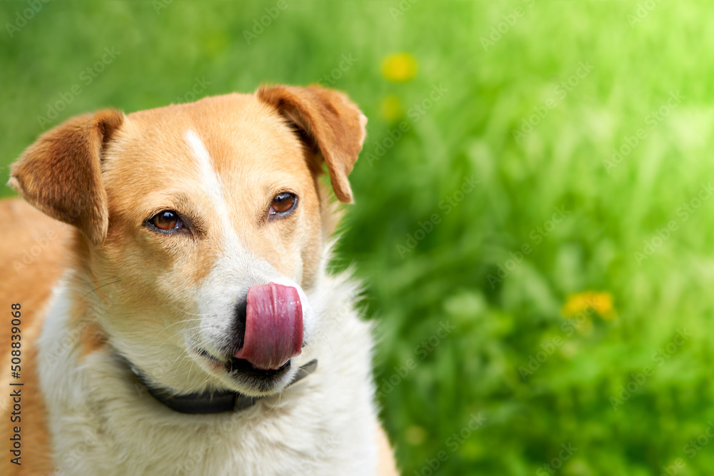 Portrait of a mongrel dog licking on a background of green grass. Portrait of a mongrel dog licking on a background of green grass.