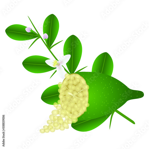 A branch of a finger lime with flowers and half of the fruit on a white background.