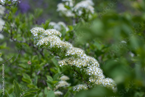 Close-up branch flowers spiraea in the garden. Blooming of white  fluffy plants billardii. Beautiful small flowers opens springtime. Floral background wallpapers. Bokeh effect. photo