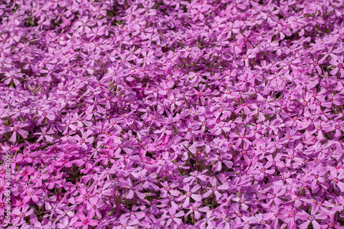 Phlox subulate flowers in the garden. Blooming creeping moss for landscape design. Bright beautiful flower covering the ground. Photo wallpapers in purple colors. Growing carpet in nature. © IhorStore
