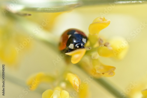Frontal de una mariquita sobre flor amarilla de retama con fondo difuminado (macro) photo