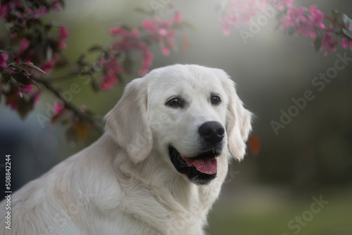 golden retriever puppy in the spring time