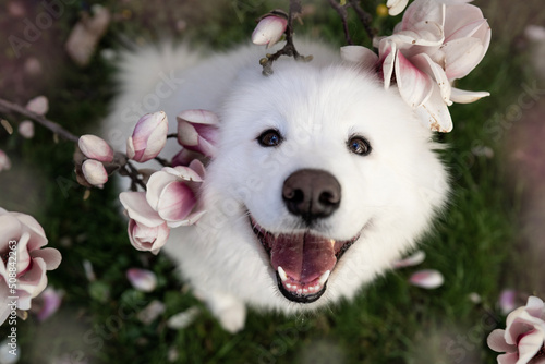 Papier peint Smiling samoyed dog in the flowers