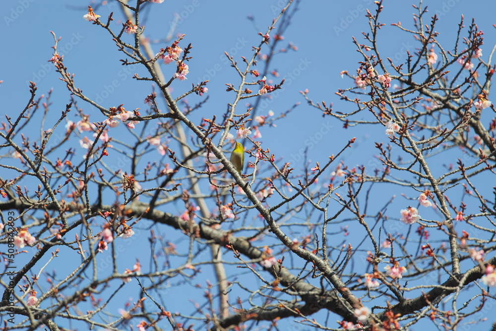 メジロと桜 メジロと桜