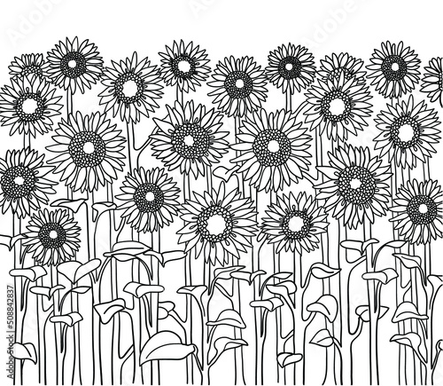 Sunflowers vector illustration background. Vector graphic handdrown line field sunflowers isolated on white.