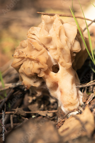 Morchella tridentina morel mushroom with the appearance of a wasp nest or beehive cells in a rusty brown color on a natural background photo