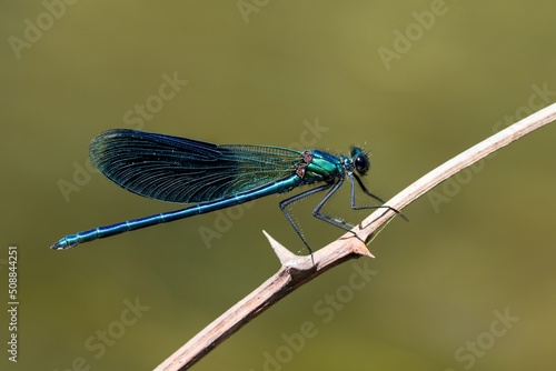 Banded demoiselle