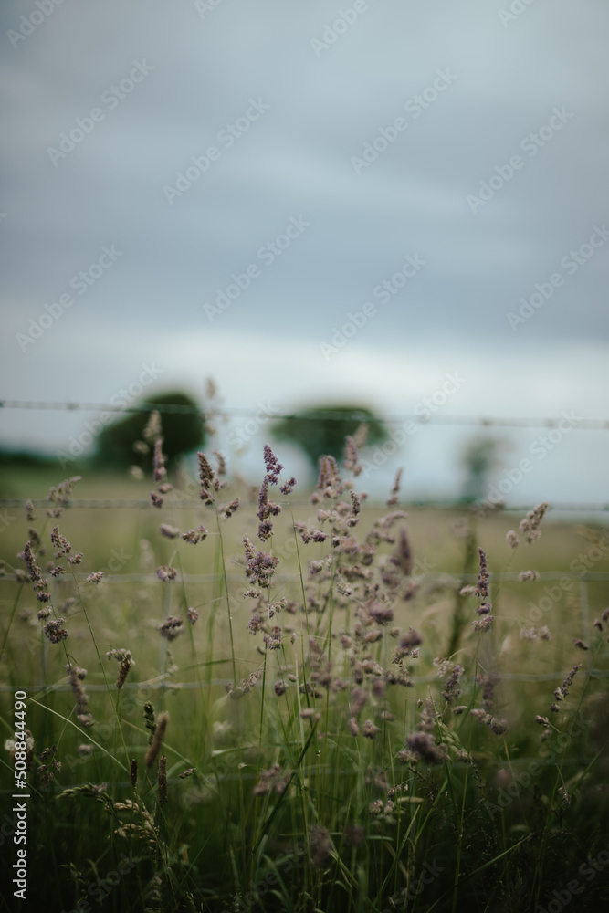 Wild grasses growing by a fence boundary next to a meadow in springtime