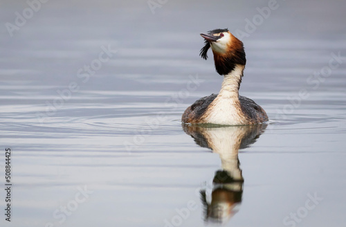 Swimming bird. Great Crested Grebe. Podiceps cristatus. Water nature background.