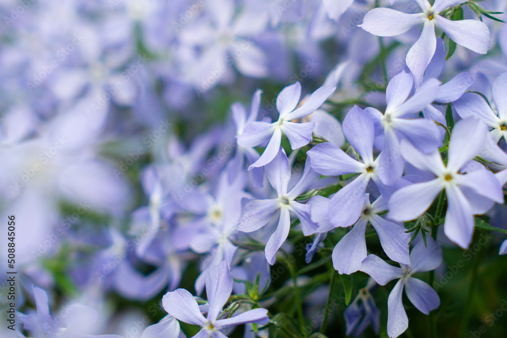 Blue fragrant matthiola flowers in the garden