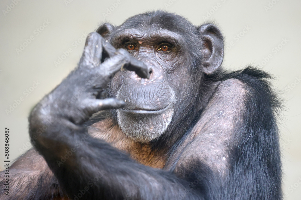 A close up chimpanzee portrait (Pan troglodytes) A close up chimpanzee portrait (Pan troglodytes)