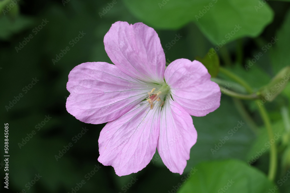 close-up view of beautiful purple and white flower close-up view of beautiful purple and white flower