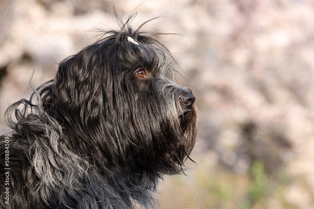 portrait of cute Schapendoes (Dutch sheepdog) on blurred background