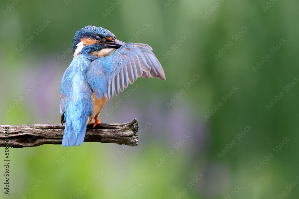 Obraz premium The common kingfisher (Alcedo atthis), also known as the Eurasian kingfisher and river kingfisher