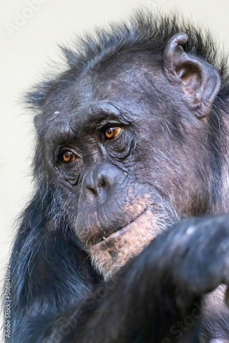 A close up chimpanzee portrait (Pan troglodytes)