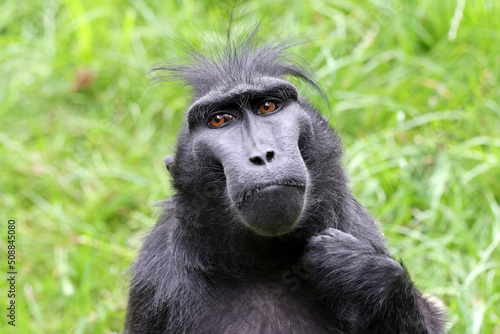 A Crested macaque (Macaca Nigra)