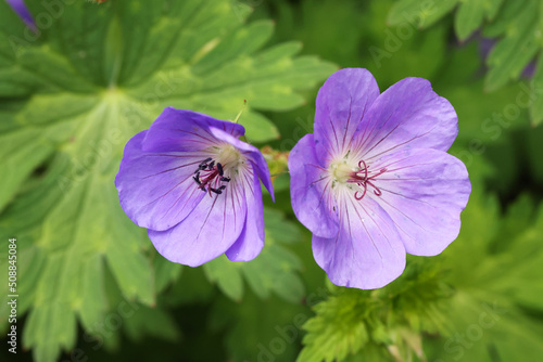 beautiful flowers, floral concept background