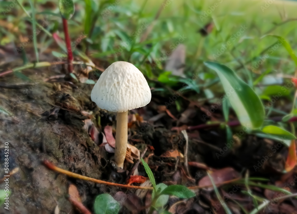 Single white mushroom in world largest mangrove forest called Sundarbans at Bangladesh. Single white mushroom in world largest mangrove forest called Sundarbans at Bangladesh.
