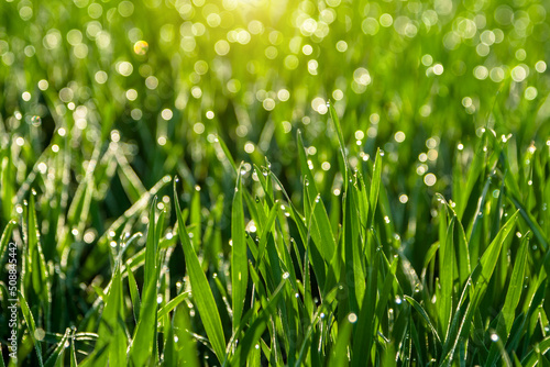 Green grass with morning dew on a summer day.
