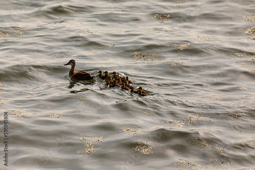 a swimming duck and a duckling