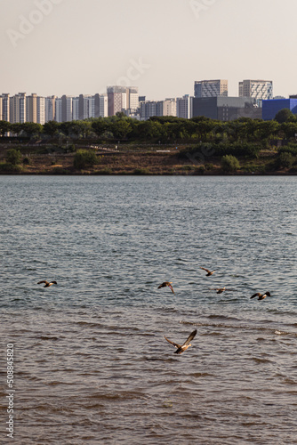 a swimming duck and a duckling