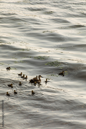 a swimming duck and a duckling
