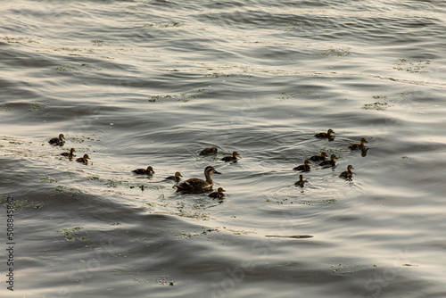 a swimming duck and a duckling