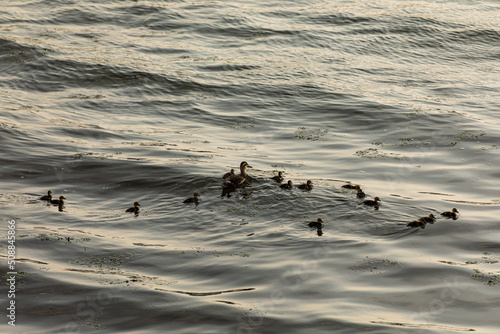 a swimming duck and a duckling