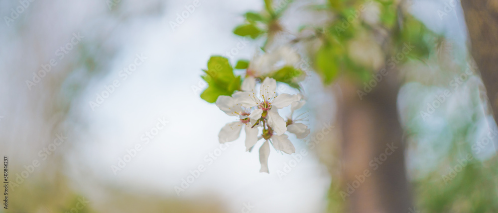 spring flowers on tree branches under the warm sun, soft focus blurry background spring flowers on tree branches under the warm sun, soft focus blurry background