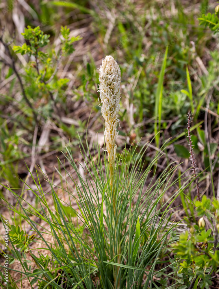 Obraz premium Asphodeline Caucasian