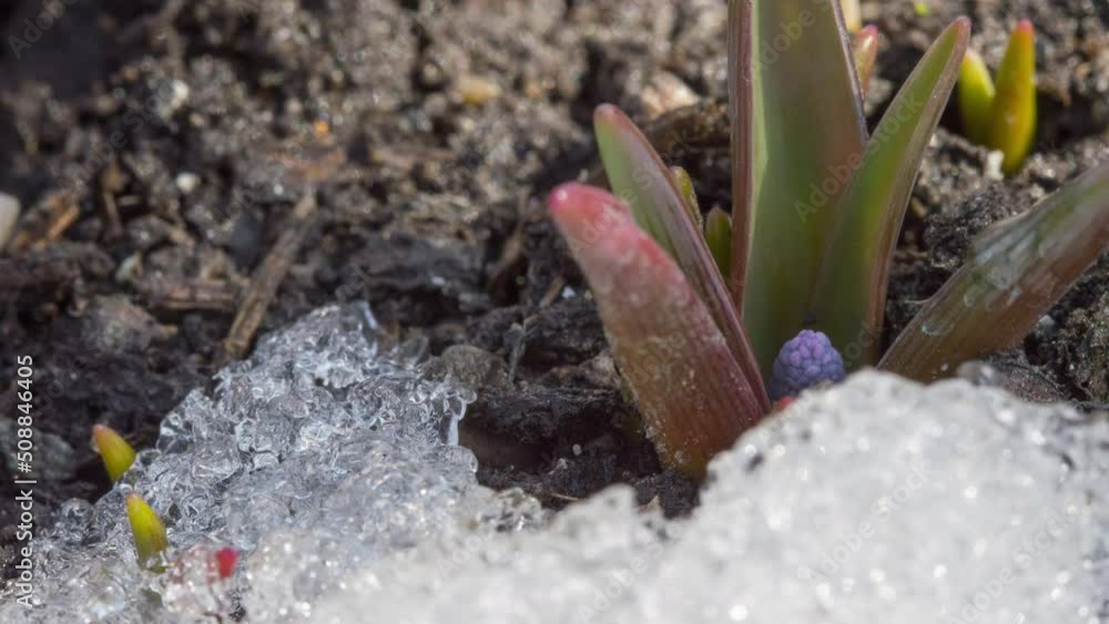Melting snow in early spring in the garden, timelapse. Muscari's first spring flowers. Close shot, flower bud Melting snow in early spring in the garden, timelapse. Muscari's first spring flowers. Close shot, flower bud