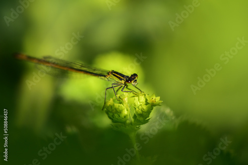 Dragonfly damselfly (Odonata) close up, green nature background